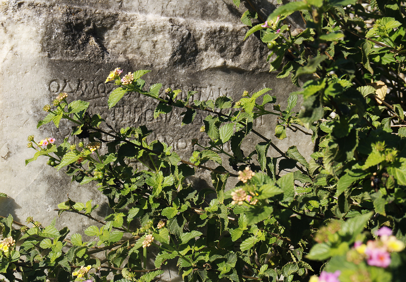 Η ελληνική γραμμή.