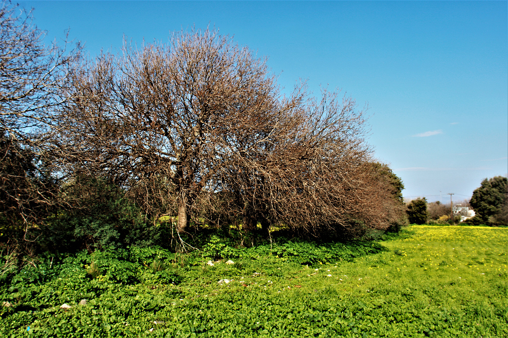 δέντρο.