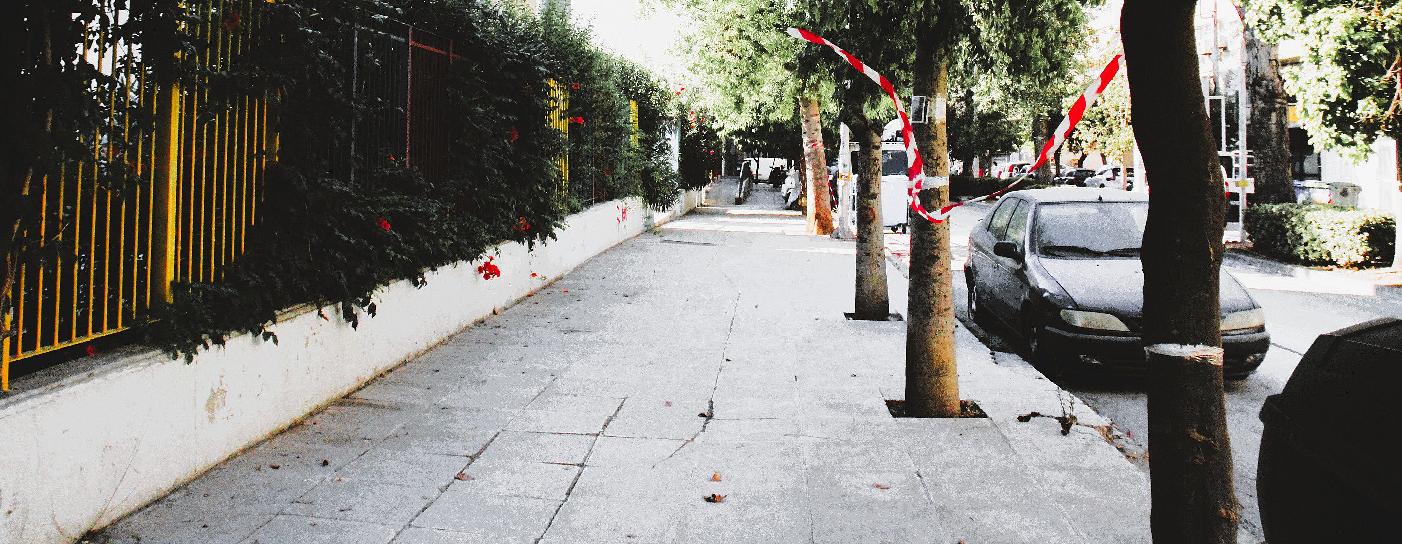 American Beauty.