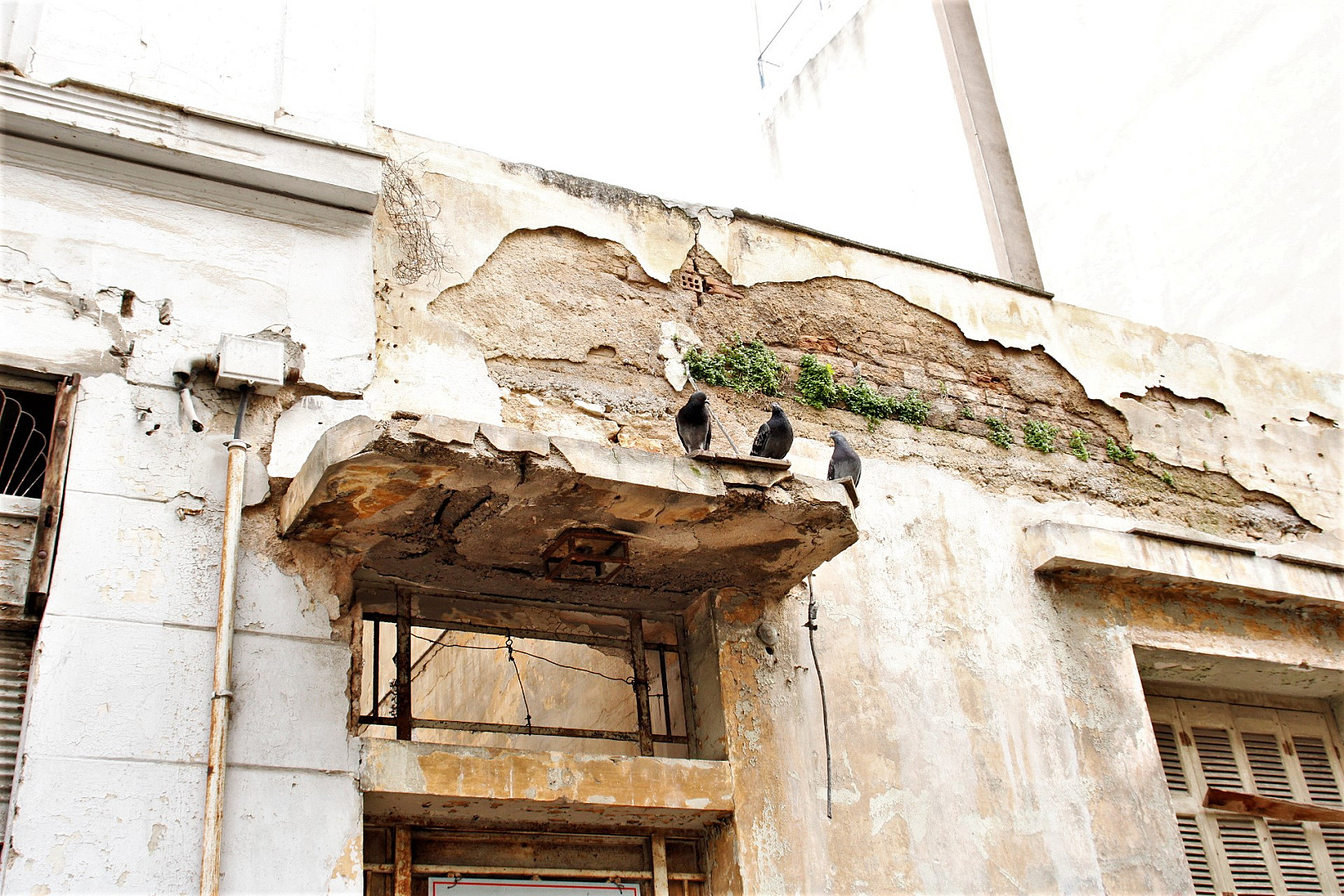 ζωντανός θυρεός από περιστέρια.