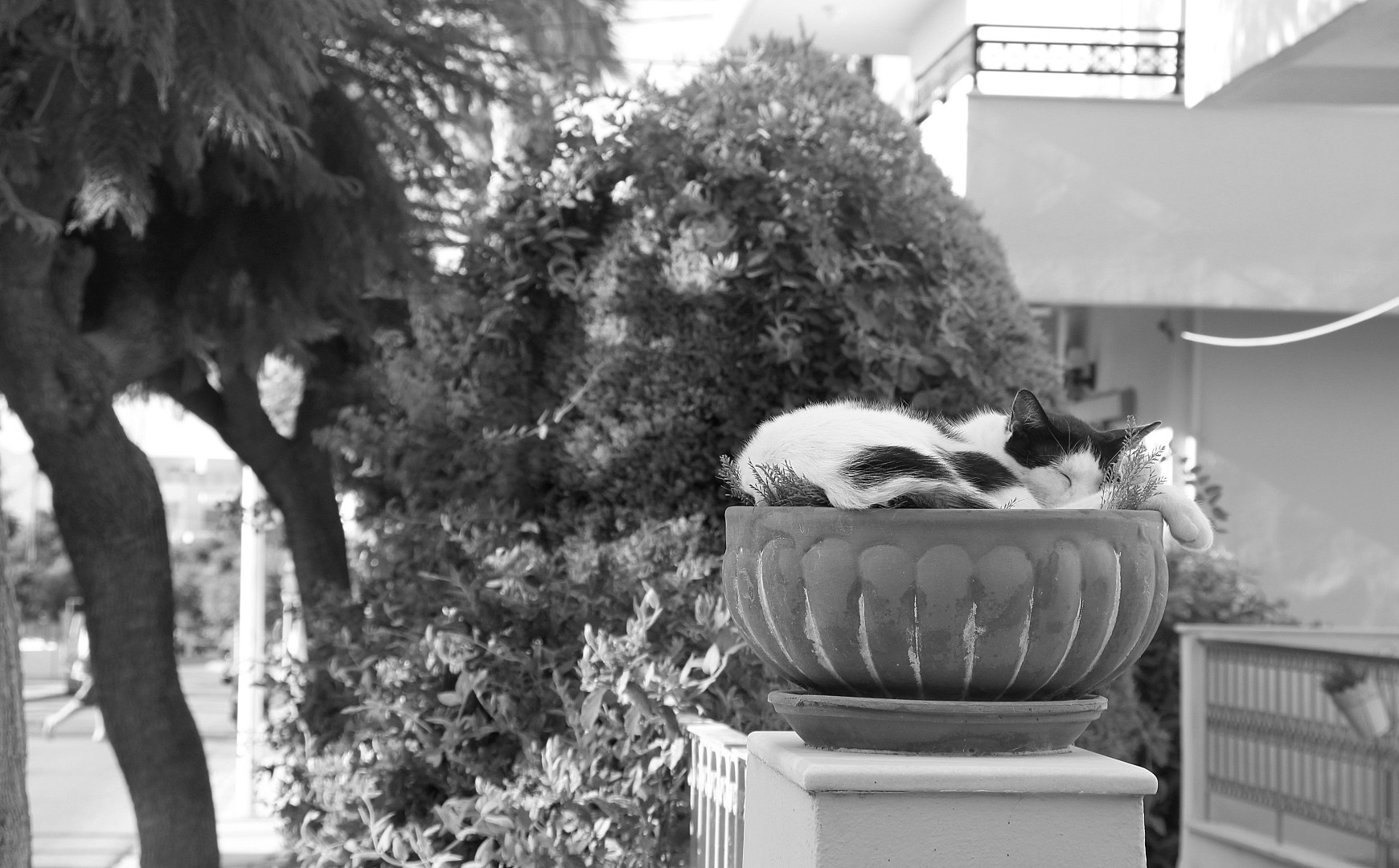 γάτα.