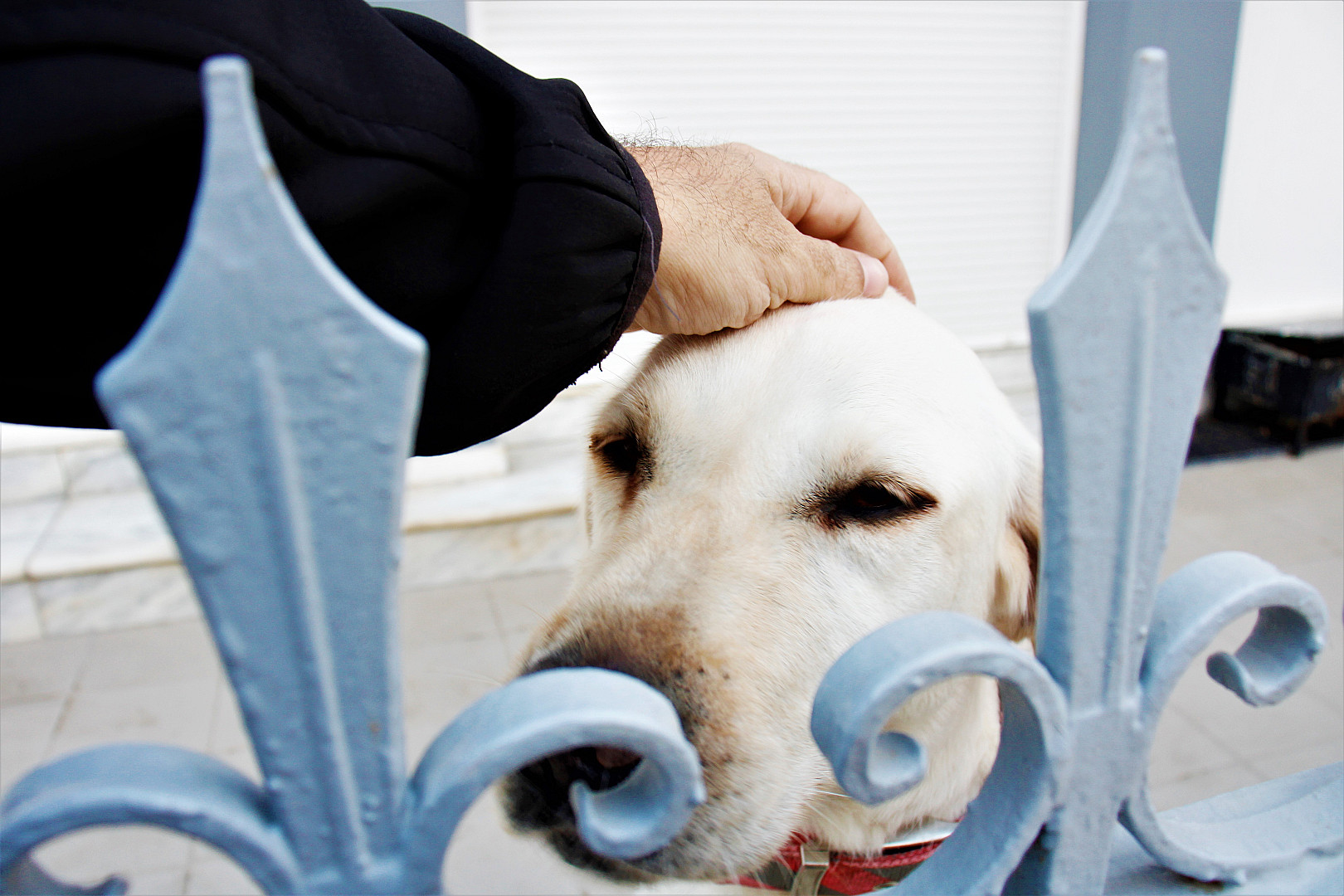 λαμπραντόρ.