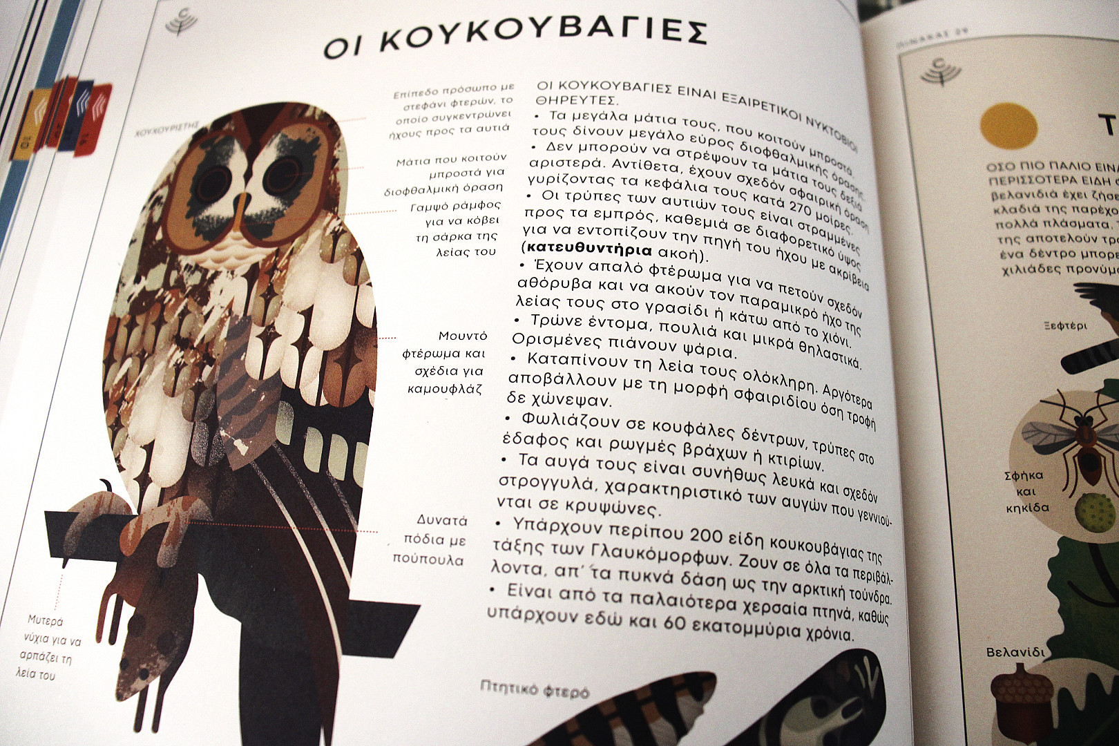κουκουβάγια.