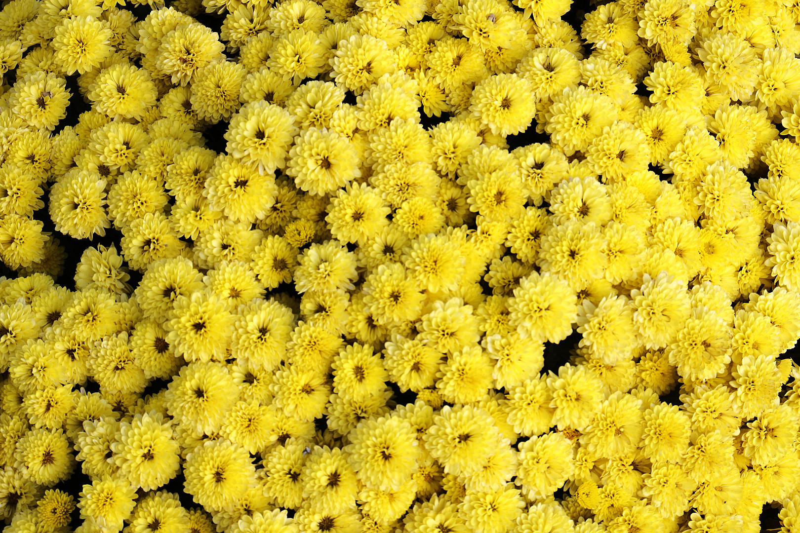 Κοράλλια.